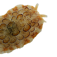 Pleurobranchus forsskali