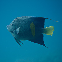 Arabian angelfish