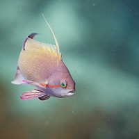 Lyretail Anthias