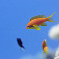 Lyretail Anthias