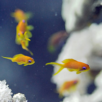 Lyretail Anthias