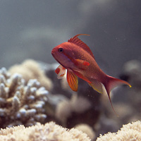 Lyretail Anthias