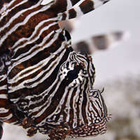 Red lionfish