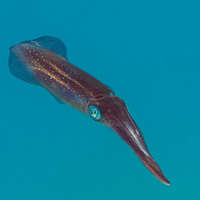 Bigfin reef squid