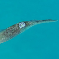 Bigfin reef squid