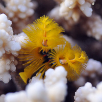 Christmas tree worm