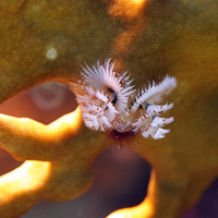 Christmas tree worm