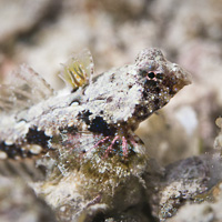 Morrison's Dragonet