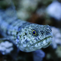 Lizardfish