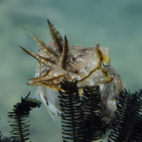 Cuttlefish