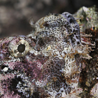 Scorpionfish