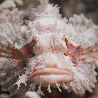 Scorpionfish