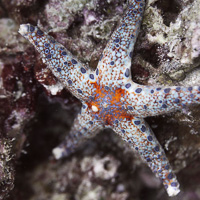 Starfish